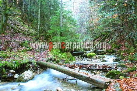 Codrul secular de la Slatioara